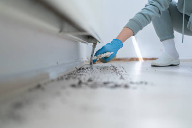 Wasp Removal Services in North Adams, MA